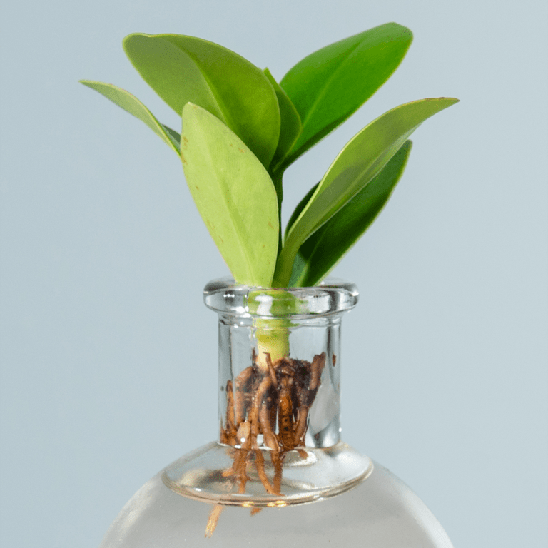 blume2000 Waterplant Balsamapfel 'Rosea' im Samoaglas mit LED Bis zu 55% Rabatt