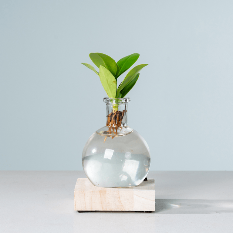 blume2000 Waterplant Balsamapfel 'Rosea' im Samoaglas mit LED Bis zu 55% Rabatt