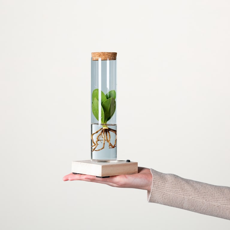 blume2000 Waterplant Balsamapfel 'Rosea' im Reagenzglas mit LED