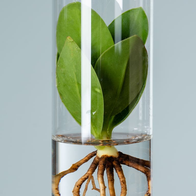 blume2000 Waterplant Balsamapfel 'Rosea' im Reagenzglas mit LED Discount Store für neue Produkte