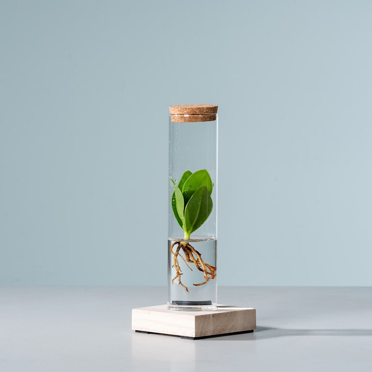 blume2000 Waterplant Balsamapfel 'Rosea' im Reagenzglas mit LED Discount Store für neue Produkte