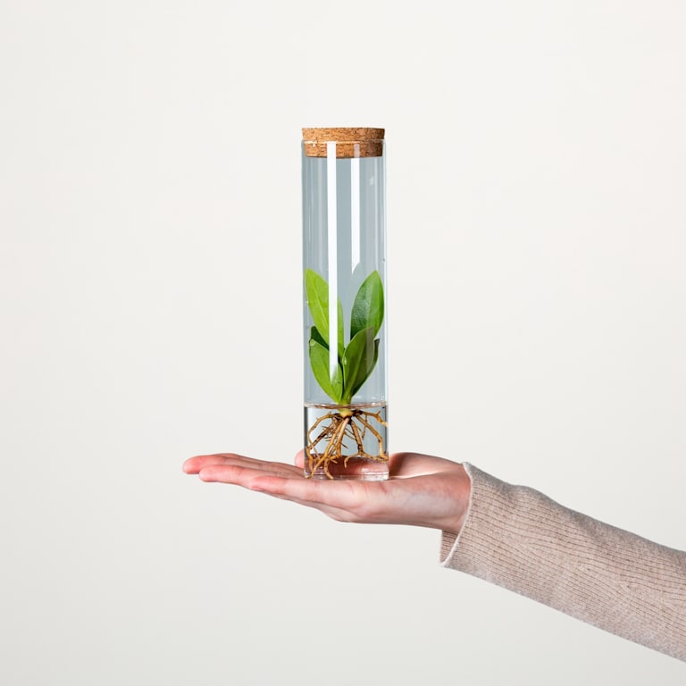 blume2000 Waterplant Balsamapfel 'Rosea' im Reagenzglas Nur noch ein Tag übrig