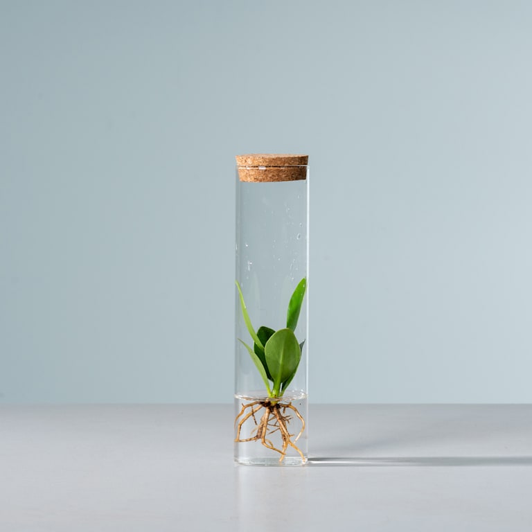blume2000 Waterplant Balsamapfel 'Rosea' im Reagenzglas Nur noch ein Tag übrig