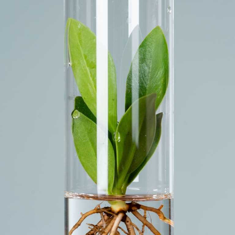 blume2000 Waterplant Balsamapfel 'Rosea' im Reagenzglas Nur noch ein Tag übrig