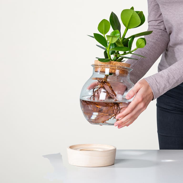 blume2000 Waterplant Balsamapfel 'Rosea' im Glas mit LED und Korkdeckel