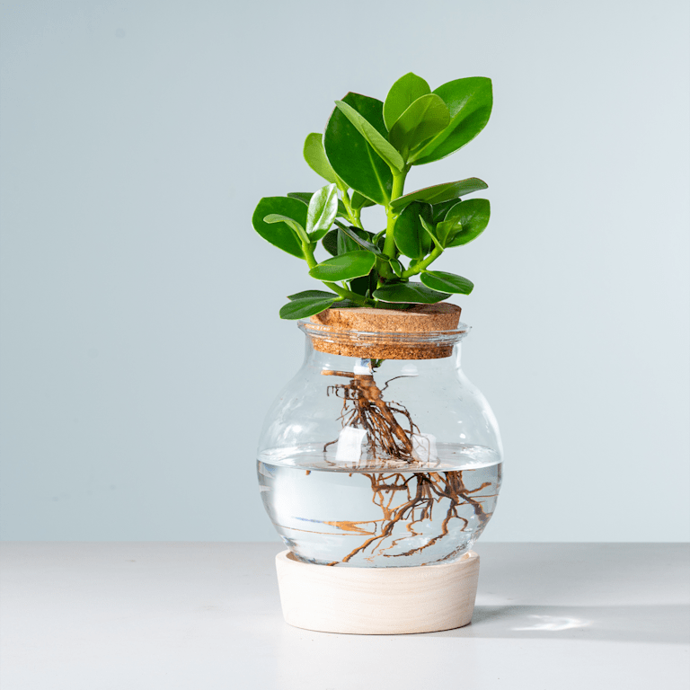 blume2000 Waterplant Balsamapfel 'Rosea' im Glas mit LED und Korkdeckel Super Rabatt