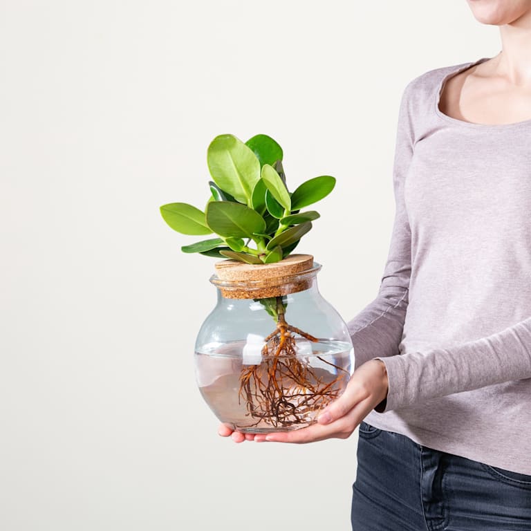 blume2000 Waterplant Balsamapfel 'Rosea' im Glas Riesige Rabatte