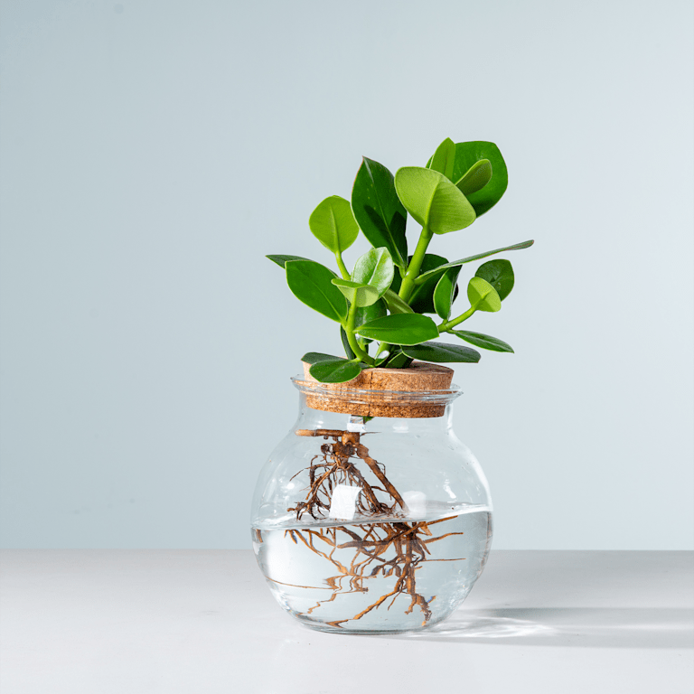 blume2000 Waterplant Balsamapfel 'Rosea' im Glas Riesige Rabatte