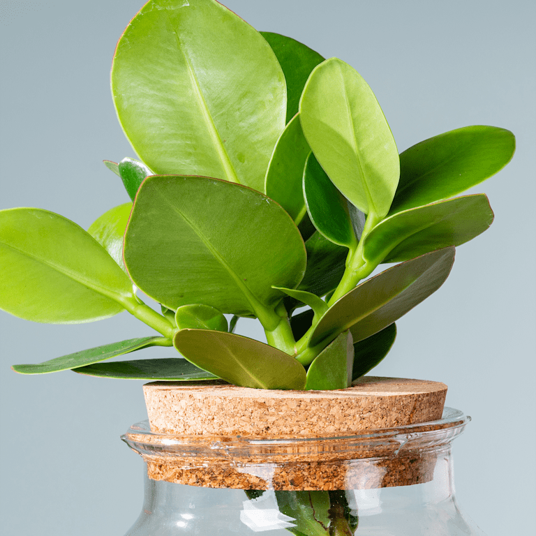 blume2000 Waterplant Balsamapfel 'Rosea' im Glas Riesige Rabatte