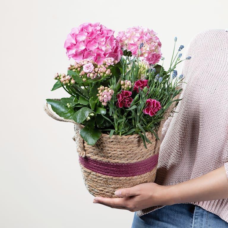 blume2000 Blühpflanze im Topf Blütenwunder