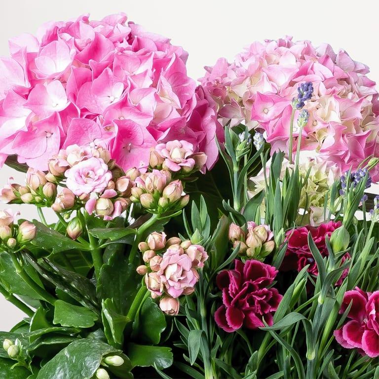 blume2000 Blühpflanze im Topf Blütenwunder 50% Rabatt mit kostenlosem Versand