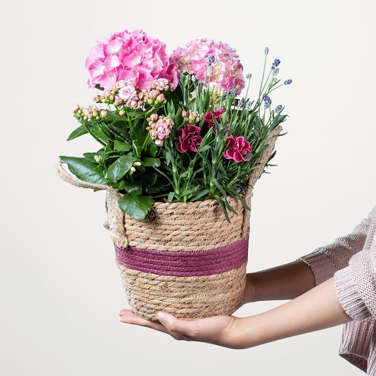 blume2000 Blühpflanze im Topf Blütenwunder 50% Rabatt mit kostenlosem Versand