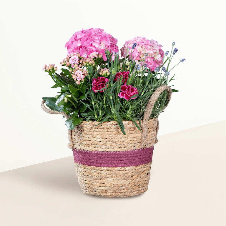 blume2000 Blühpflanze im Topf Blütenwunder 50% Rabatt mit kostenlosem Versand