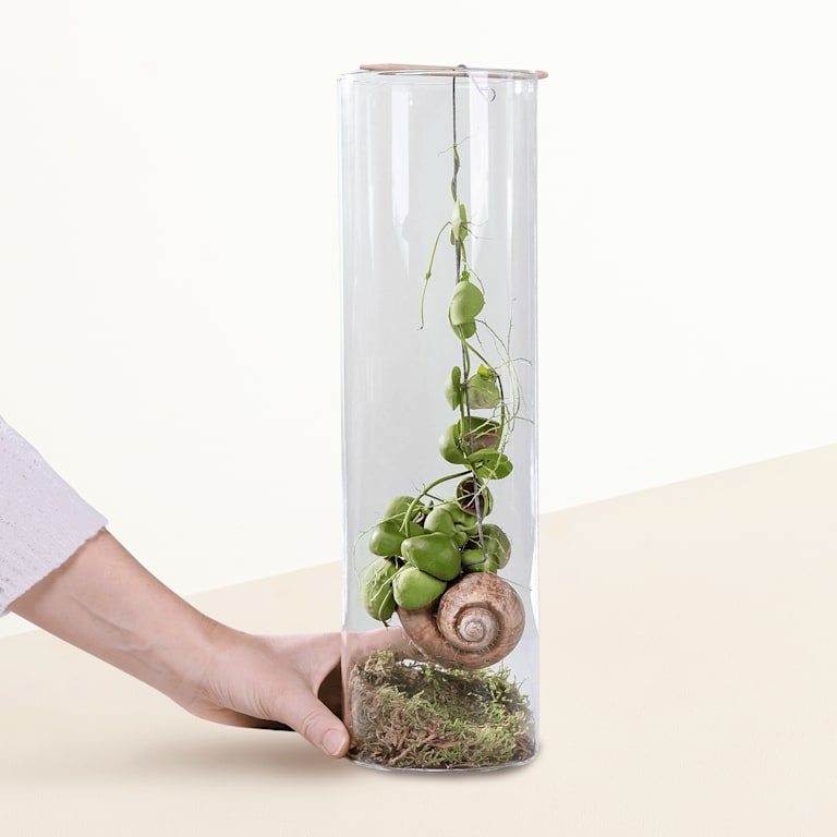 blume2000 Grünpflanze im Topf Hängepartie Clearance-Verkauf
