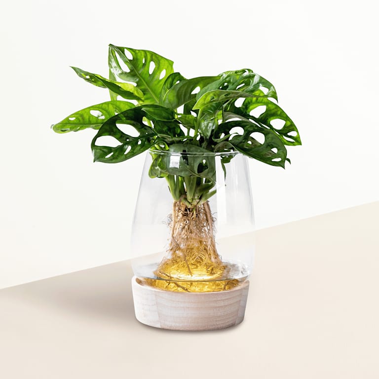 blume2000 Grünpflanze im Topf Grünes Highlight Kostenloser Versand international