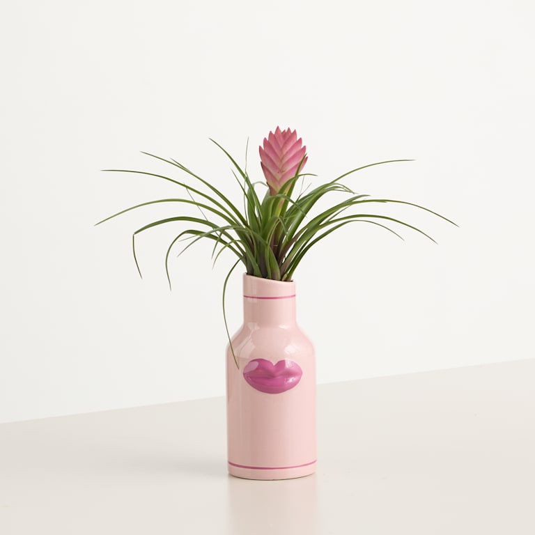 blume2000 Blühpflanze im Topf XOXO