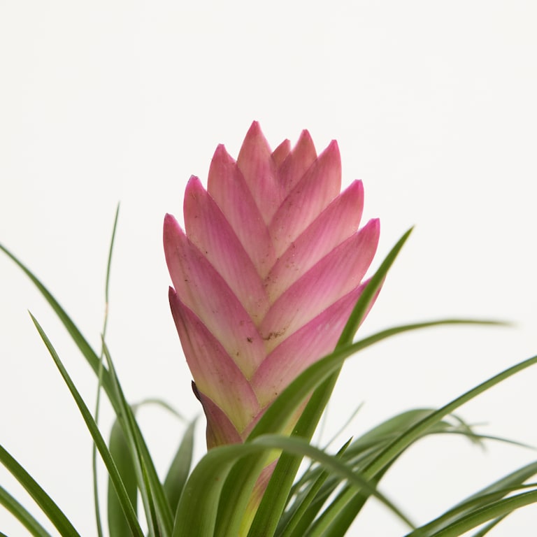 blume2000 Blühpflanze im Topf XOXO Fabrikladen