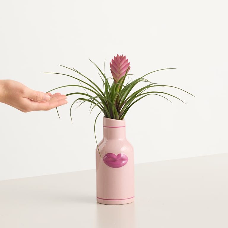 blume2000 Blühpflanze im Topf XOXO Fabrikladen