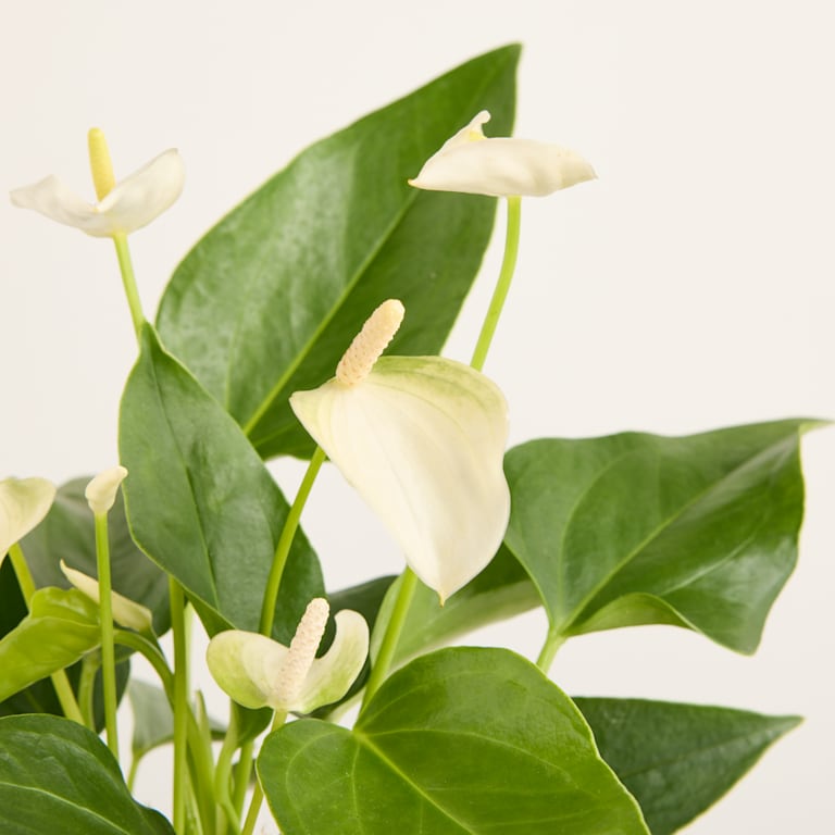 blume2000 Blühpflanze im Topf White Wave Begrenzt auf 3 Tage