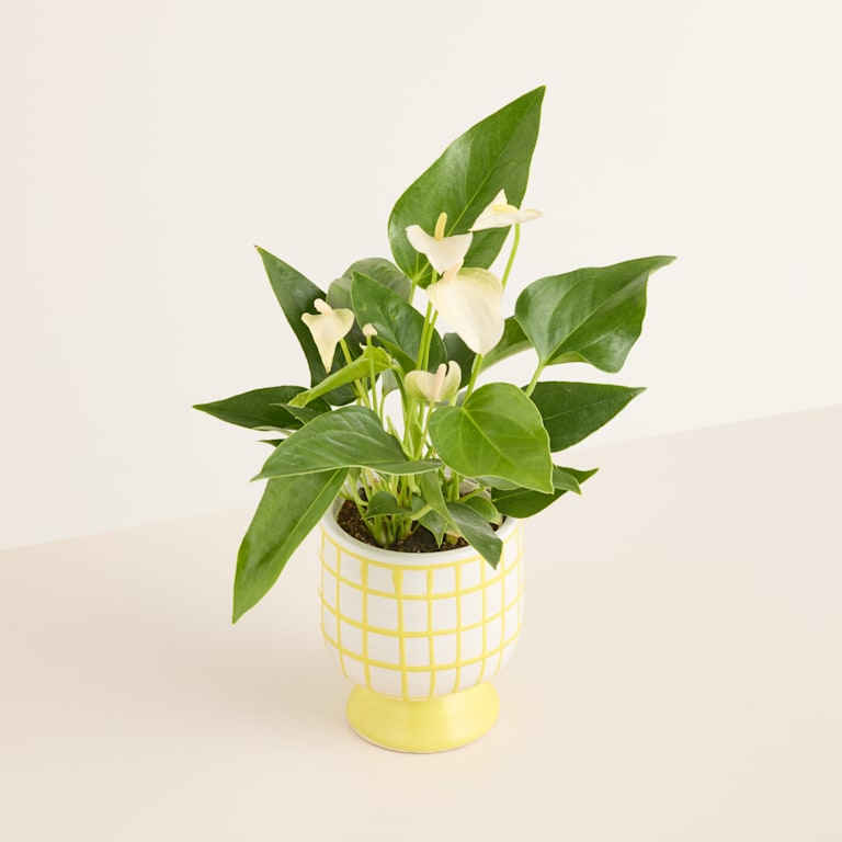 blume2000 Blühpflanze im Topf White Wave Begrenzt auf 3 Tage