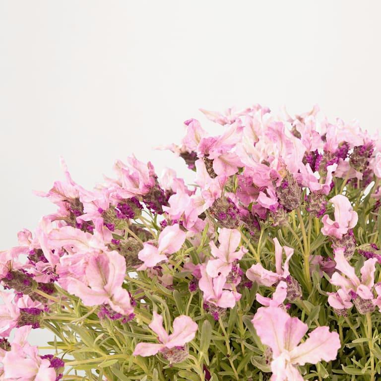 blume2000 Blühpflanze im Topf Lavender Haze Speichern exportieren