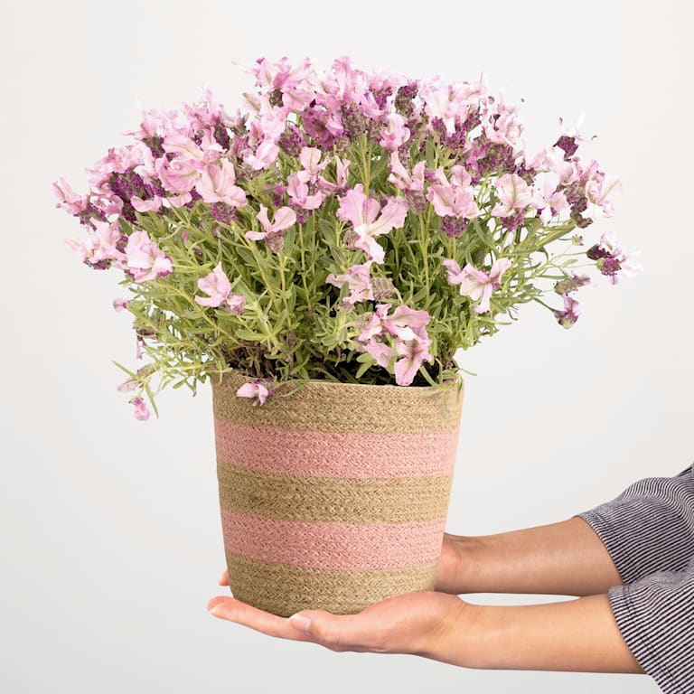 blume2000 Blühpflanze im Topf Lavender Haze Speichern exportieren