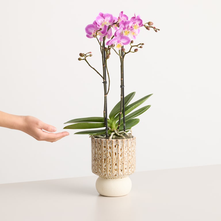 blume2000 Orchidee im Topf Silky Blush
