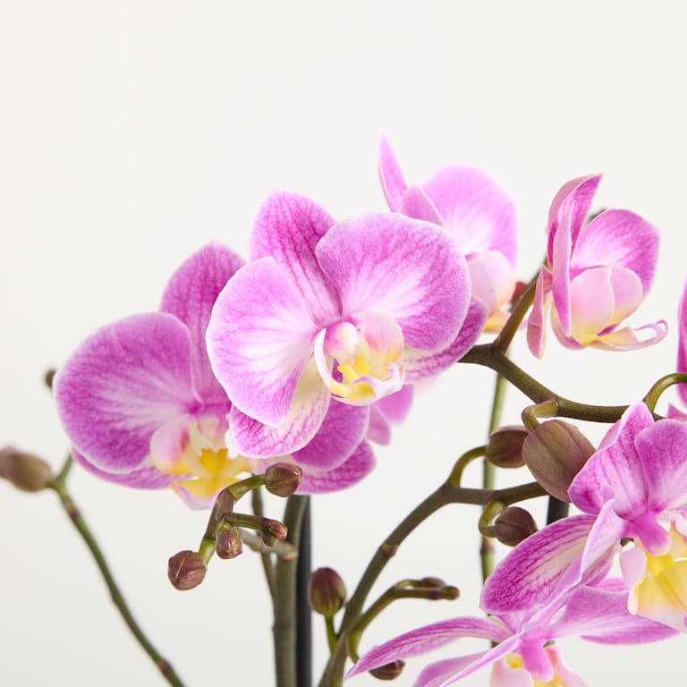 blume2000 Orchidee im Topf Silky Blush Black Friday Preise