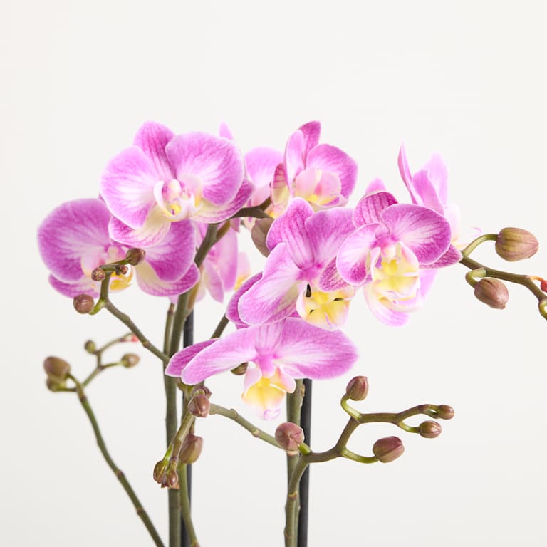 blume2000 Orchidee im Topf Silky Blush Black Friday Preise