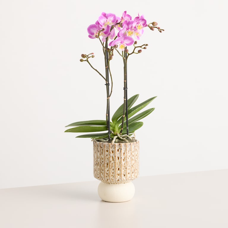 blume2000 Orchidee im Topf Silky Blush Black Friday Preise