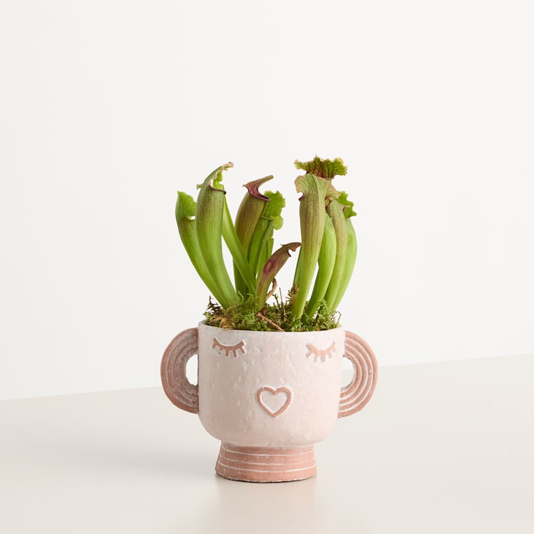 blume2000 Grünpflanze im Topf Happy Plant