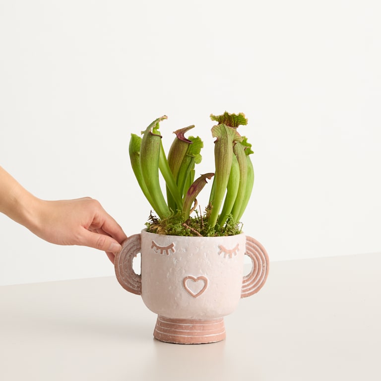 blume2000 Grünpflanze im Topf Happy Plant Im Verkauf