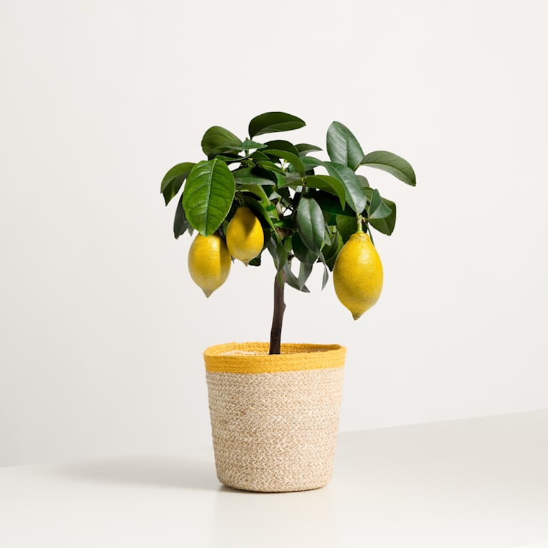 blume2000 Grünpflanze im Topf Little Lemon