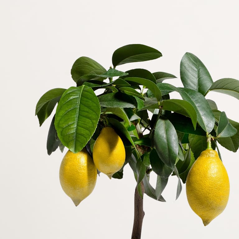 blume2000 Grünpflanze im Topf Little Lemon 50% Rabatt für begrenzte Zeit