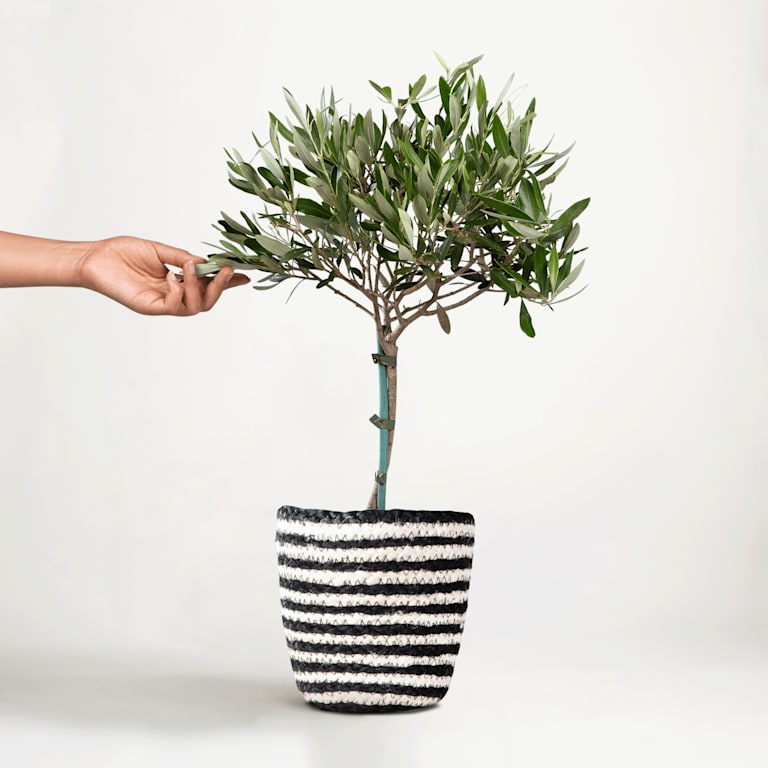 blume2000 Grünpflanze im Topf Little Olive