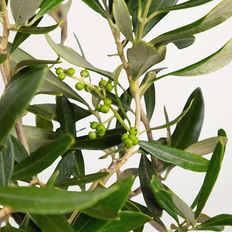 blume2000 Grünpflanze im Topf Little Olive Rabatte dieses Monats