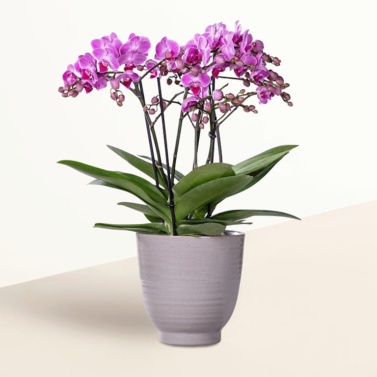 blume2000 Orchidee im Topf Bellissima