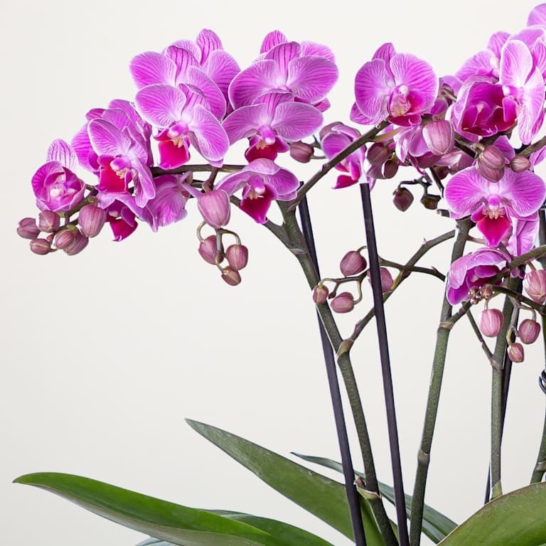 blume2000 Orchidee im Topf Bellissima 2025