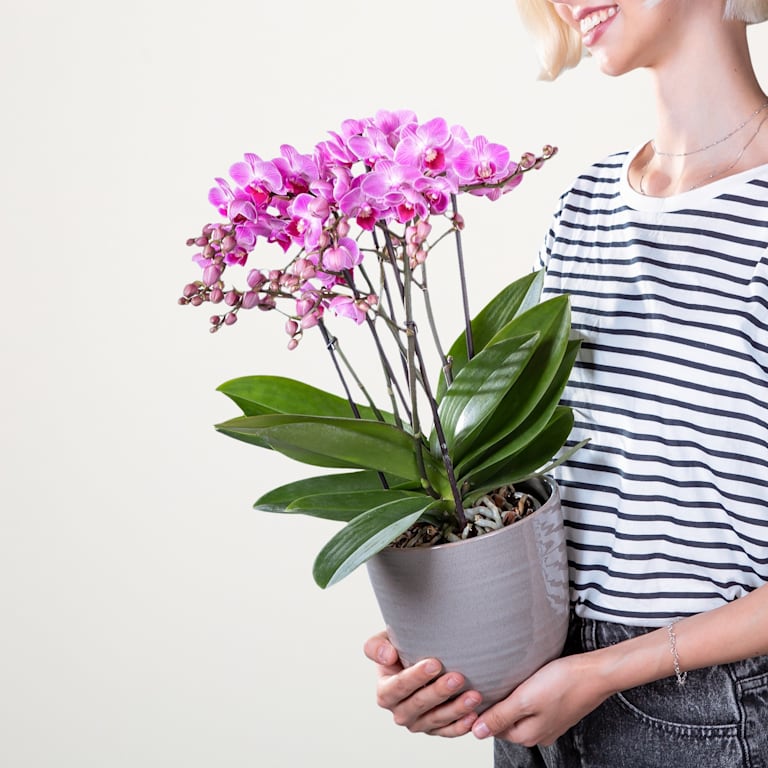 blume2000 Orchidee im Topf Bellissima 2025