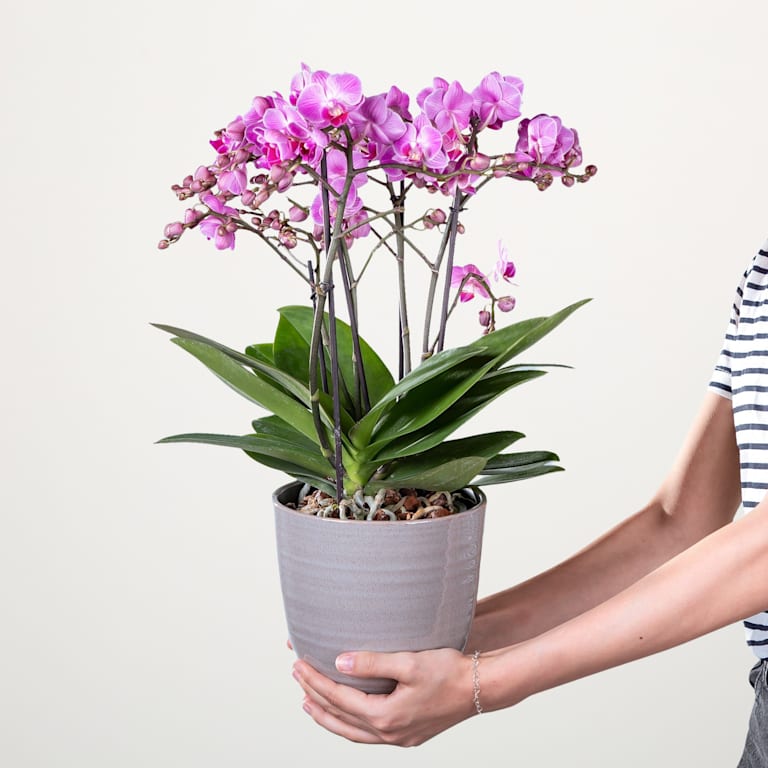 blume2000 Orchidee im Topf Bellissima 2025