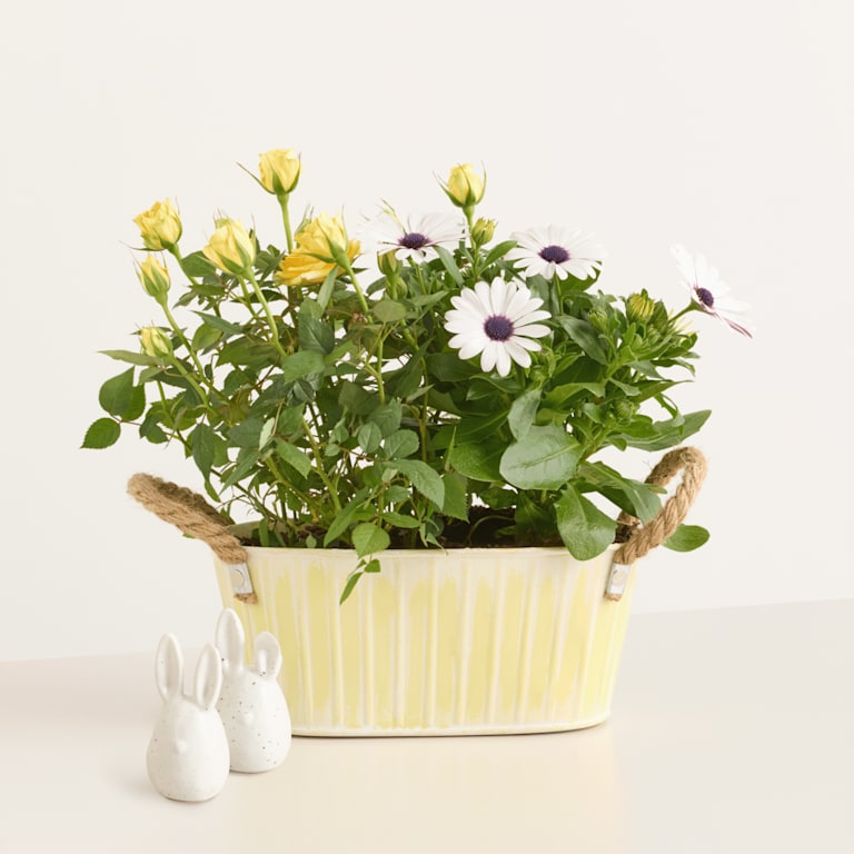 blume2000 Blühpflanze im Topf Frühlingsgarten mit Deko Hasen Duo Outlet