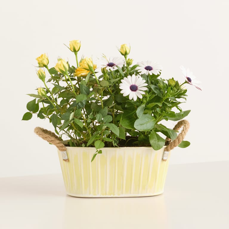 blume2000 Blühpflanze im Topf Frühlingsgarten mit Deko Hasen Duo Outlet