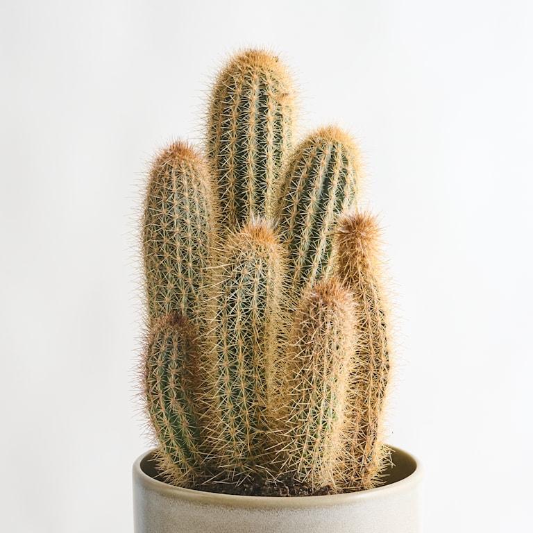 blume2000 Blauer Säulenkaktus 'Braunii' im Angebot