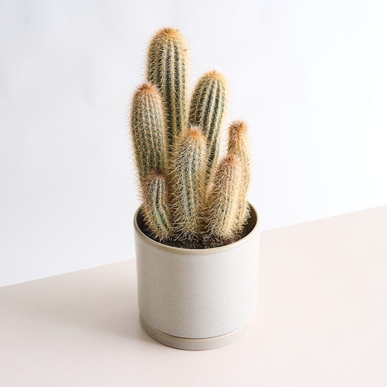 blume2000 Blauer Säulenkaktus 'Braunii' im Angebot