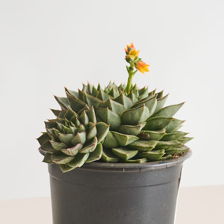 blume2000 Echeveria 'Fabiola' Meist gekauft