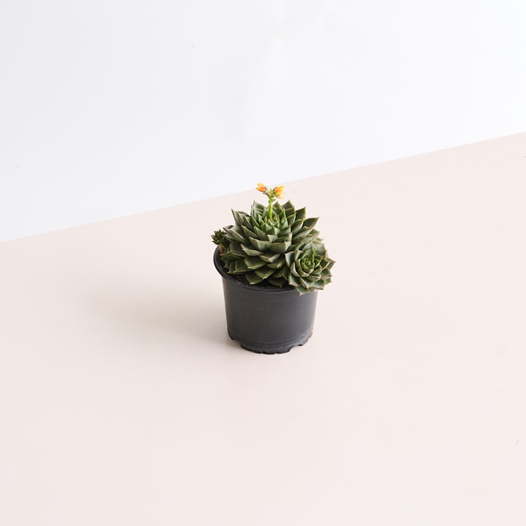 blume2000 Echeveria 'Fabiola' Meist gekauft