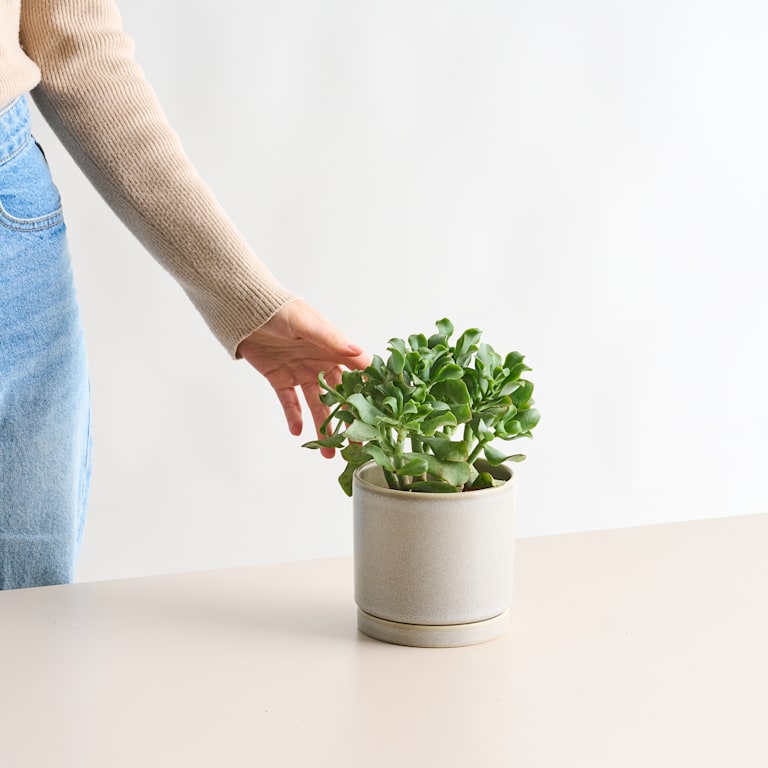 blume2000 Geldbaum 'Cristata' Blitzverkäufe