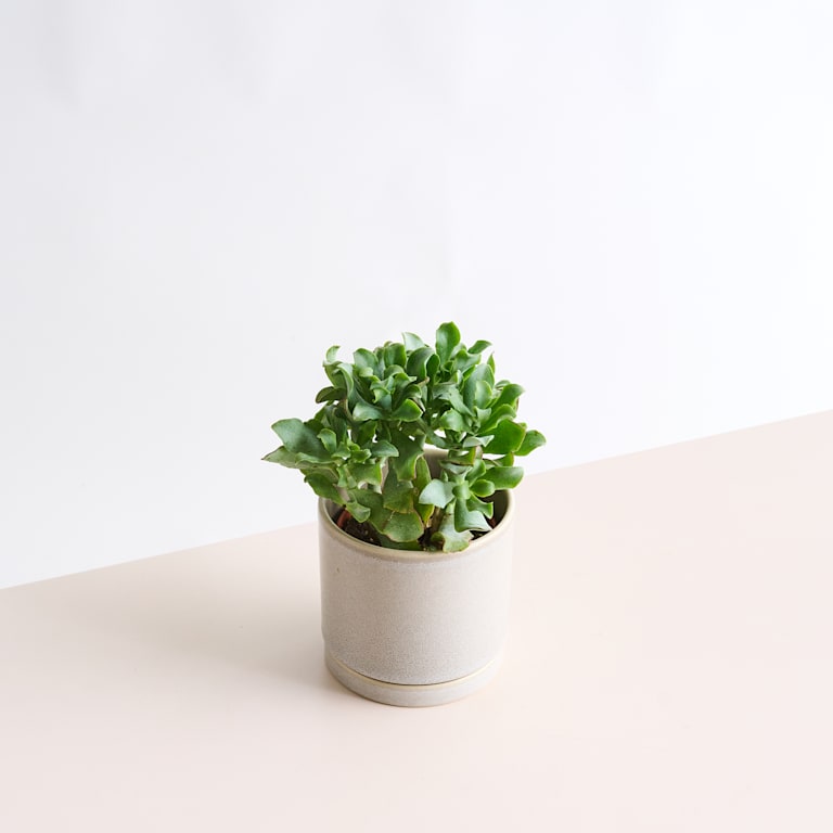 blume2000 Geldbaum 'Cristata' Blitzverkäufe