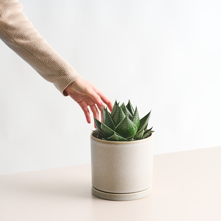 blume2000 Aloe 'Cosmo'