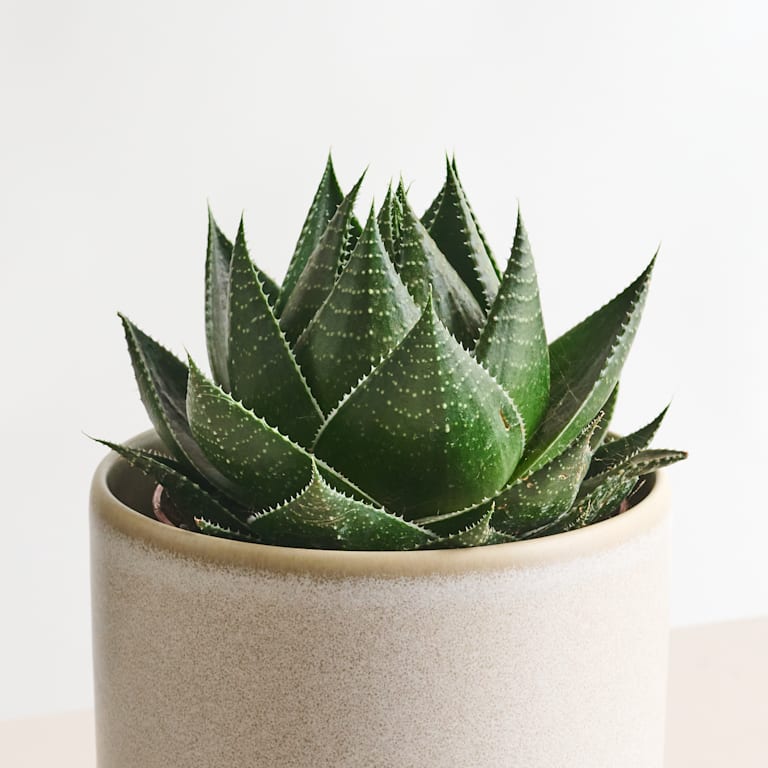 blume2000 Aloe 'Cosmo' Kostenloser Versand